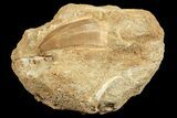 Mosasaur (Prognathodon) Tooth In Rock #70446-2